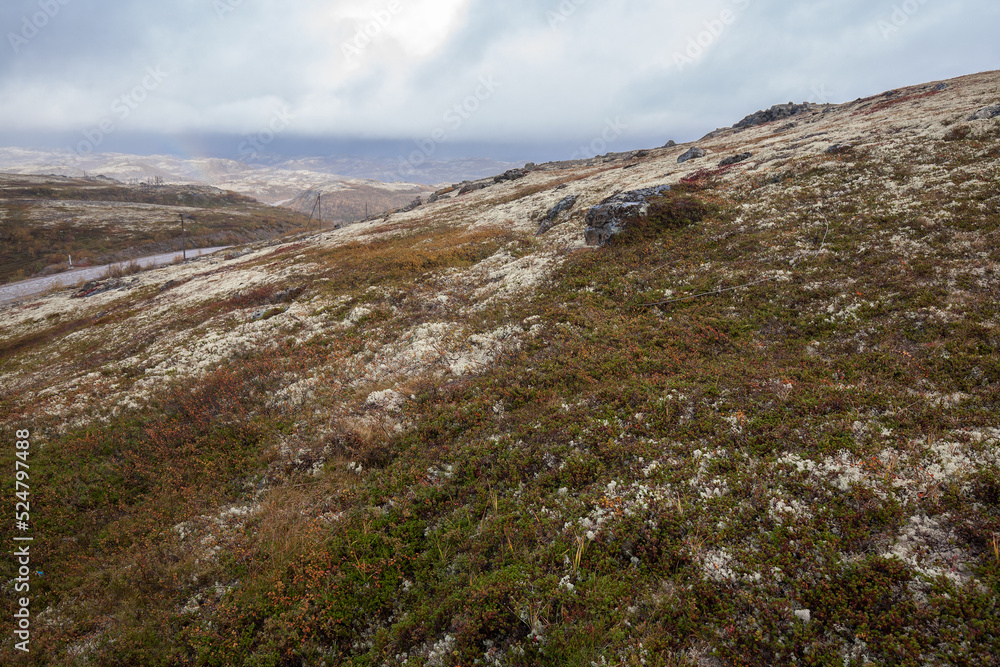 Tundra (moss field) in winter season, Terabika, Murmansk, Russia