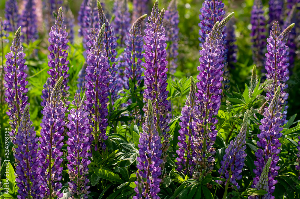 Lupinus, lupin, lupine field with pink, purple and blue flowers. Lupinus, lupin, lupine field with pink, purple and blue flowers.
