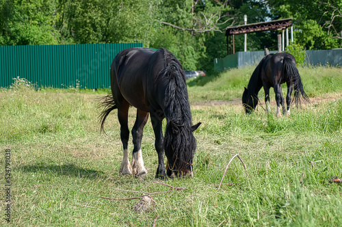 A domestic horse grazes on a leash in the village in summer.