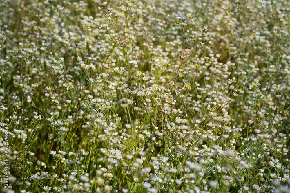 Field of annual fleabane as a background. Daisy fleabane, eastern daisy fleabane (Erígeron ánnuus or Phalacrolóma ánnuum).