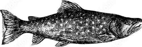Vintage black and white salmon hand drawing vector