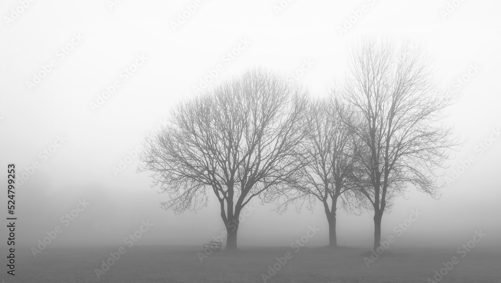 Fototapeta premium Fog on Clifton Downs, Bristol 