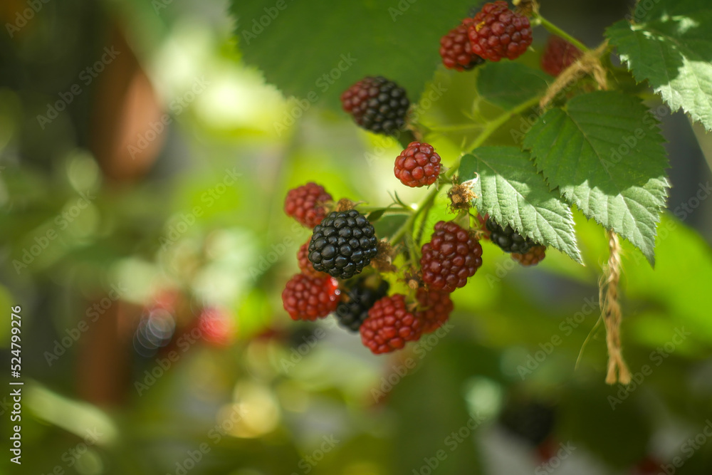 Ripe blackberry in the garden Ripe blackberry in the garden