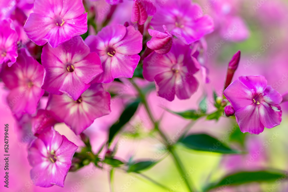 Fototapeta premium Pink flowering Phlox flower nature background