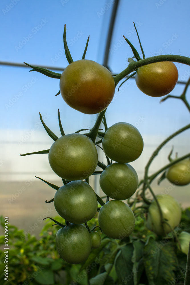 Unripe cherry tomatoes are hanging on a branch with green leaves in a greenhouse close-up Unripe cherry tomatoes are hanging on a branch with green leaves in a greenhouse close-up