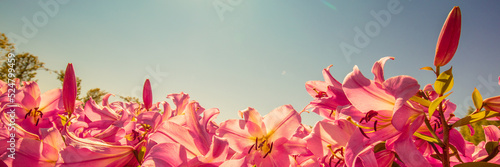 Flowering rose lilies against blue sky. Horizontal banner