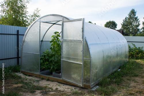 Green tomato bushes with foliage and fruits and cucumbers in a plastic transparent greenhouse on the beds on a sunny summer day. Concept gardening and copy space