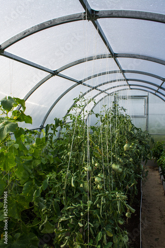 Green tomato bushes with foliage and fruits and cucumbers in a plastic transparent greenhouse on the beds on a sunny summer day. Concept gardening