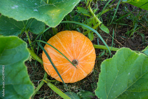 A ripe orange pumpkin in green foliage grows in the garden close-up
