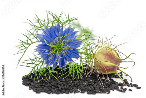 Quadro em tela Blüte und Samen vom Schwarzkümmel, Nigella sativa