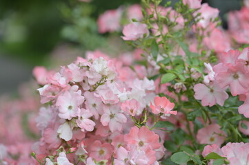 Leinwandbilder Khaki Pink spring and summer backgrounds for wallpaper for a room for a wall or photo wallpaper of a garden landscape with flowers or for a website or a monitor screen  © Mina