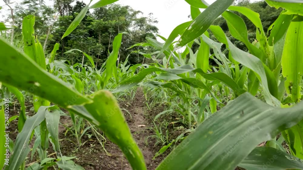 The young corn plant is in its infancy, fresh green leaves are planted in the field The young corn plant is in its infancy, fresh green leaves are planted in the field
