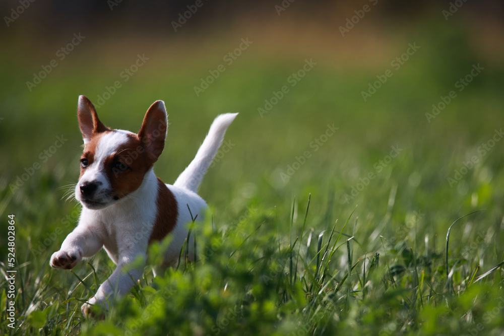 Jack Russell Terrier