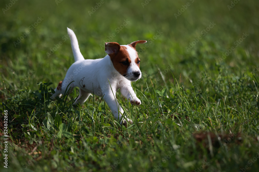 Jack Russell Terrier