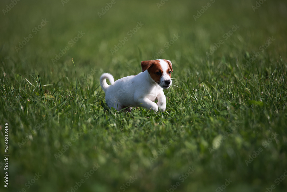 Jack Russell Terrier