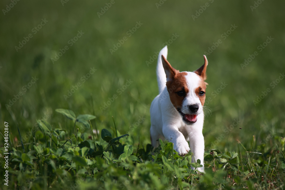 Jack Russell Terrier