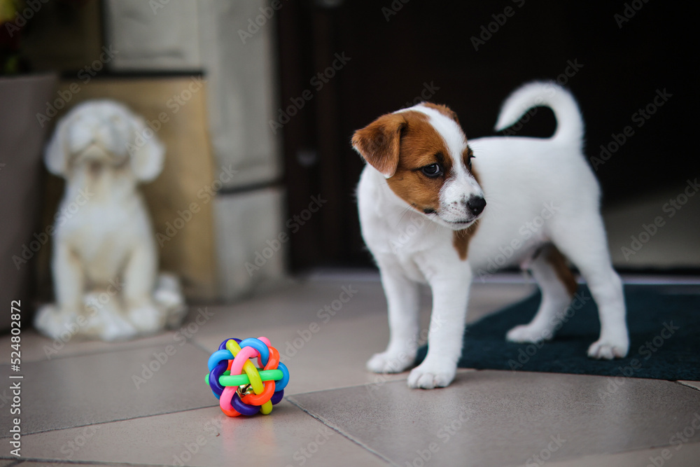 Jack Russell Terrier