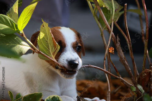 Jack Russell Terrier