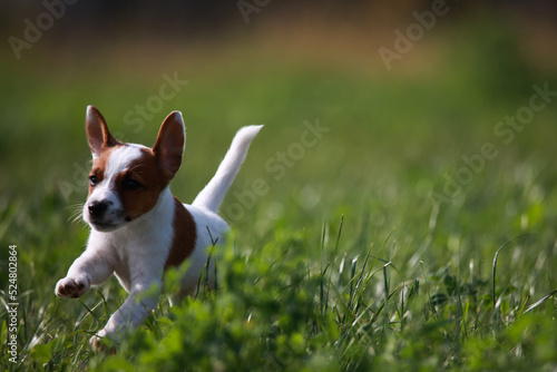 Obraz na płótnie Jack Russell Terrier w salonie