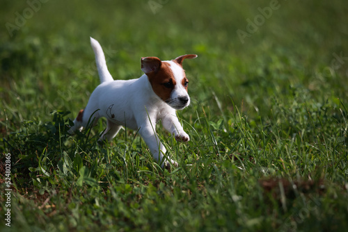 Obraz na płótnie Jack Russell Terrier w salonie