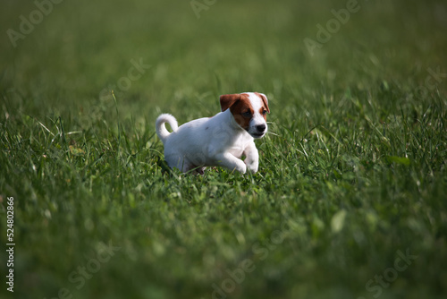 Obraz na płótnie Jack Russell Terrier w salonie