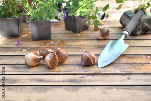 bulbs of flowers on a garden table  with a shovel for gardening