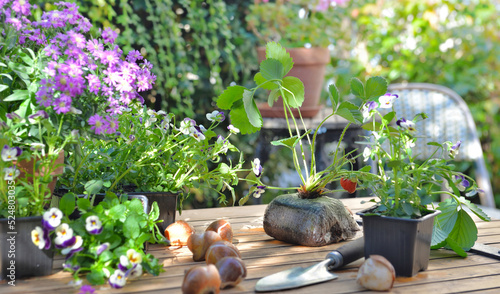 flowers, bulbs  and strawberry plant put on table in a garden for gardening