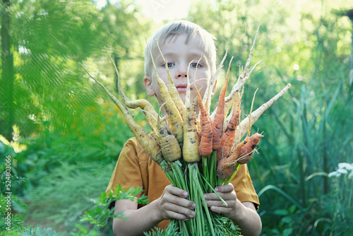 Cute preschooler child boy holding fresh harvested colorful carrots from home garden. Gardeners son picking seasonal vegetables in yard. Sustainable living, permaculture, homesteading.