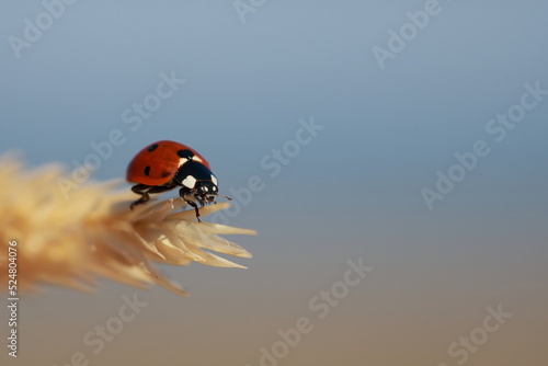 Ladybird on grass tip