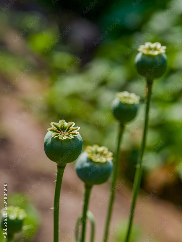 Opium poppy heads, close-up. Papaver somniferum, commonly known as the opium poppy or breadseed poppy, is a species of flowering plant Opium poppy heads, close-up. Papaver somniferum, commonly known as the opium poppy or breadseed poppy, is a species of flowering plant