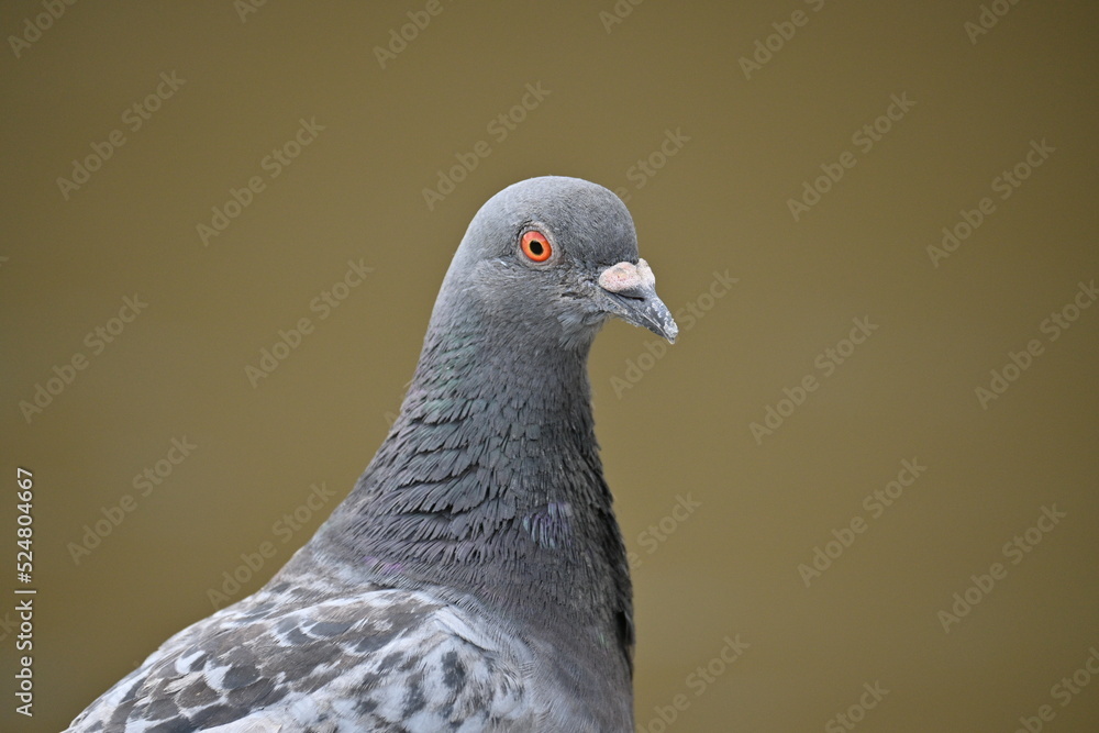 close up of a pigeon