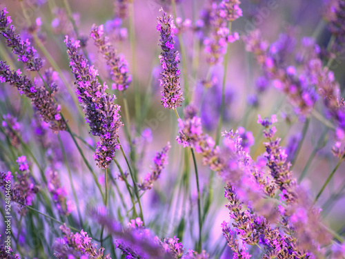 Lavender flower field  blooming purple fragrant lavender flowers. Growing lavender swaying in the wind over the sunset sky  harvest  perfume ingredient  aromatherapy. Lavender field  perfume ingredien