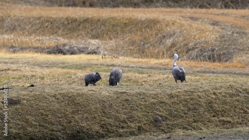 山口県八代盆地で餌をついばむナベヅル