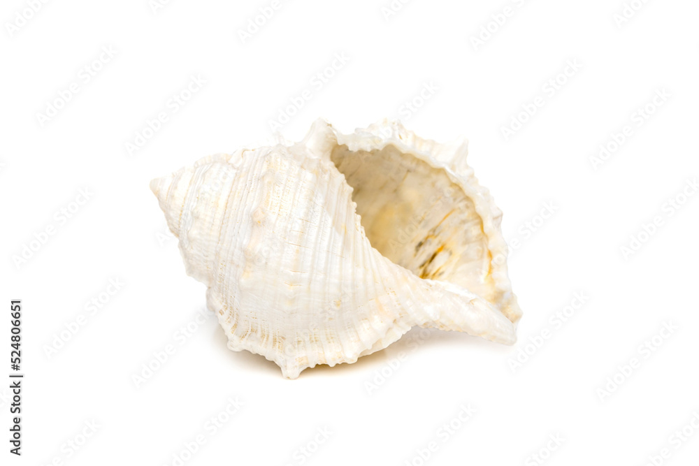 Image of white conch seashells on a white background. Undersea Animals. Sea Shells.