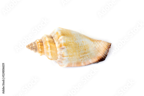 Image of sea shell strombus urceus, canarium urceus on a white background. Sea shells. Undersea Animals.