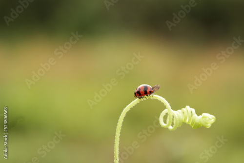 ladybug perched on a beautiful thread