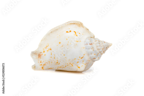 Image of seashells humped conch (Gibberulus gibbosus) on a white background. Undersea Animals. Sea Shells. photo