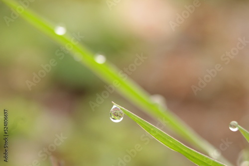 water drops on grass