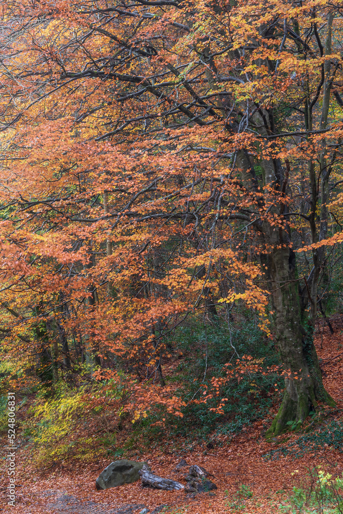 Stunning epic colorful Autumn landscape image of Dodd Woods in Lake District Stunning epic colorful Autumn landscape image of Dodd Woods in Lake District