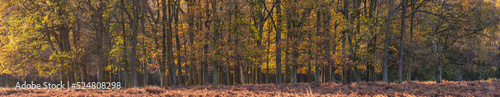Beautiful large panorama Autumn Fall landscape image of backlit forest during sunrise give golden glow to all trees