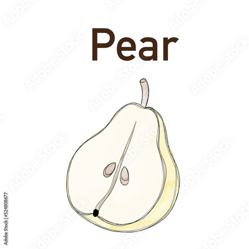 Delicious, juicy pear - watercolor drawing of the fruit. Summer fruit engrave...