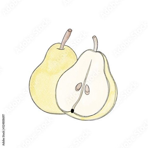 Delicious, juicy pear - watercolor drawing of the fruit. Summer fruit engrave...