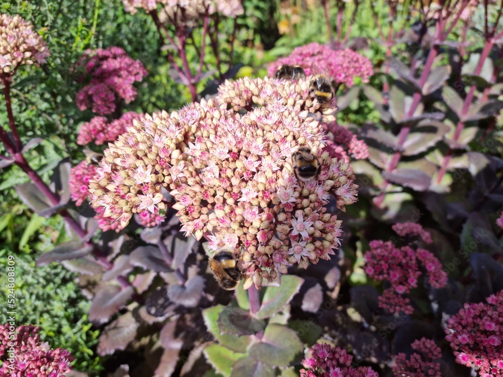 Several Bumblebees are collecting nectar from purple and pink flowers in the border. Several Bumblebees are collecting nectar from purple and pink flowers in the border.