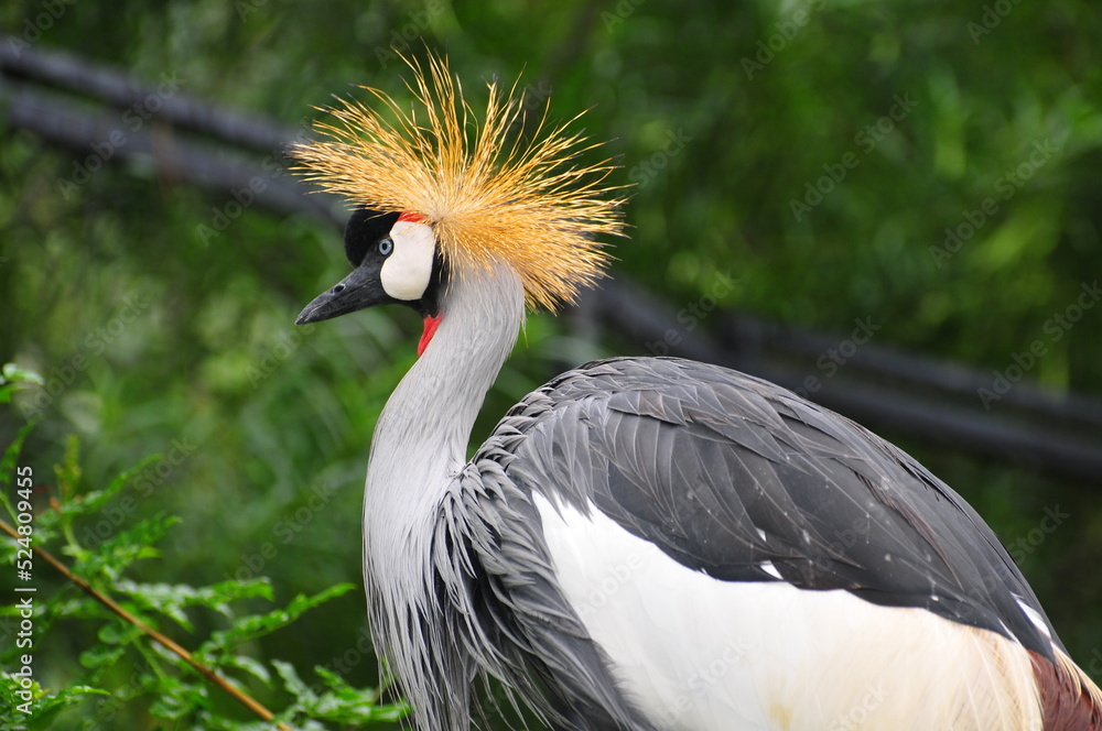 Fototapeta premium grey crowned crane