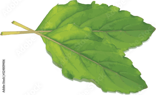 Abstract Holy Basil, Sacred Basil leaves on white background.
