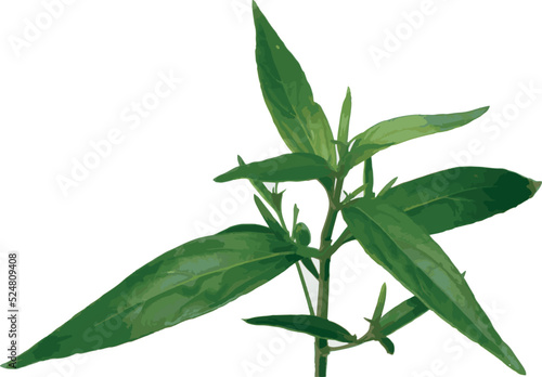 Abstract of Kariyat leaves or The Creat plant on white background.