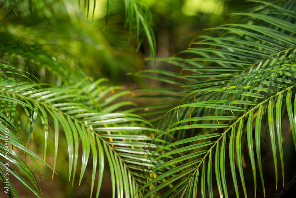 Tropical background with green palms - stock photo Tropical background with green palms - stock photo