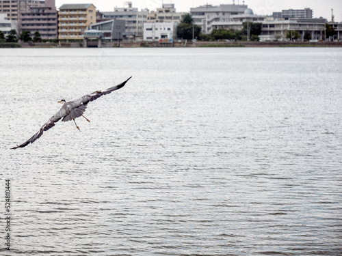 Adorable and familiar creatures - They live casually in a familiar place. photo