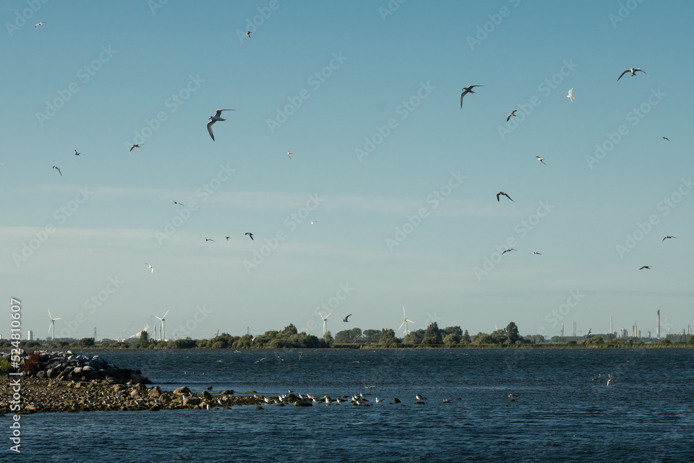 The bird island of Bliek is a popular breeding ground for a variety of European birds. The island is only accessible by water and has a small wooden dock and observation point for birdwatchers