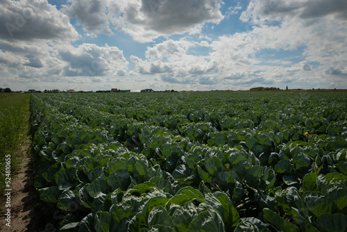 A crop of cabbages grow in neat rows in a field on a farm in the Netherlands. These vegetables are enjoying the sunny summer day and are close to being ready to harvest